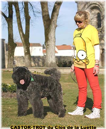 bouvier des flandres du clos de la luette - copyright d&eacute;pos&eacute;